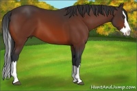 Horse Color:Bay Sabino Splash 