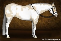 Horse Color:White Spotted Buckskin Roan Dun Splash Frame Rabicano 