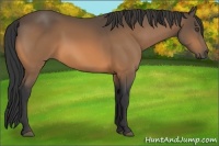 Horse Color:Buckskin 