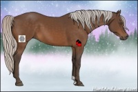 Horse Color:Silver Bay 