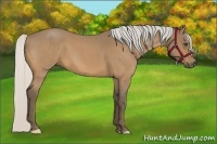 Horse Color:Silver Buckskin Roan Frame