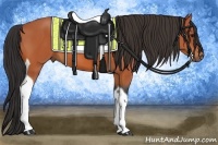 Horse Color:Bay Tobiano 