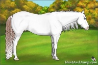 Horse Color:Brown Ice Splash Appaloosa