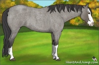 Horse Color:Smoky Grullo Roan Splash 