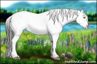 Horse Color:Liver Chestnut Appaloosa 
