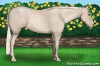 Horse Color:Palomino Pearl Sabino 
