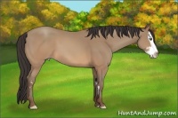 Horse Color:Sable Champagne Splash Frame 
