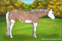 Horse Color:Silver Bay Roan Splash 