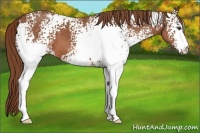 Horse Color:White Spotted Red Roan 