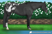 Horse Color:Black Appaloosa