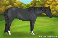 Horse Color:Blue Roan