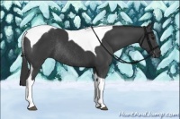 Horse Color:Smoky Black Tobiano Rabicano