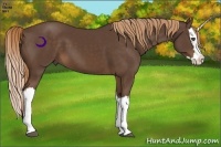 Horse Color:Liver Chestnut Splash 