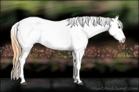 Horse Color:Buckskin Dun Tobiano Appaloosa 