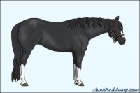 Horse Color:Black Frame 