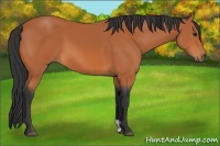 Horse Color:Bay 