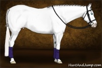 Horse Color:Chocolate Palomino Pearl Dun Tobiano Appaloosa
