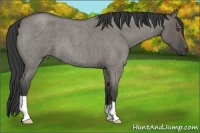 Horse Color:Smoky Grullo Roan 