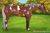 Horse Color:White Spotted Silver Bay 