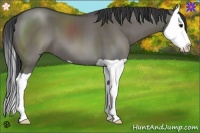 Horse Color:Grullo Splash 
