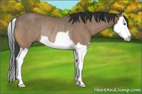 Horse Color:Buckskin Roan Splash Rabicano