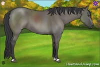 Horse Color:Grullo 