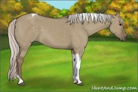 Horse Color:Silver Grullo Tobiano 