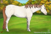 Horse Color:Buckskin Ice Pearl Dun Sabino