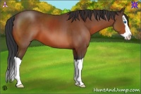 Horse Color:Bay Splash 