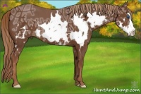 Horse Color:Chestnut Ice Sabino Splash Frame 