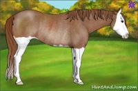 Horse Color:Chestnut Splash Rabicano 