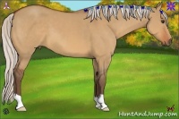 Horse Color:Silver Bay Dun