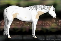 Horse Color:Buckskin Roan Dun Splash Tobiano 