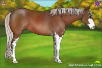Horse Color:Silver Bay Sabino 