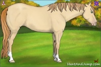 Horse Color:Gold Champagne Dun 