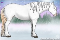 Horse Color:Buckskin Snowcap 
