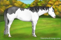 Horse Color:Smoky Blue Roan Splash