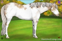 Horse Color:White Spotted Silver Black Pearl Frame Rabicano
