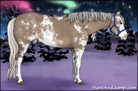 Horse Color:Silver Grullo Sabino 