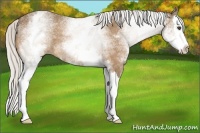 Horse Color:White Spotted Silver Buckskin Splash 