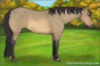 Horse Color:Buckskin Dun