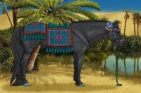 Horse Color:Black Sabino Rabicano 