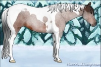 Horse Color:Bay Tobiano 