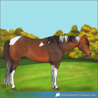 Horse Color:Bay Tobiano 