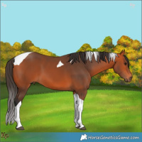 Horse Color:Bay Tobiano 