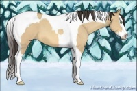 Horse Color:Amber Champagne Dun Splash Tobiano