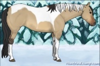 Horse Color:Bay Dun Tobiano