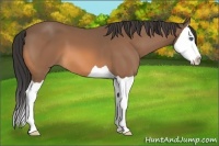 Horse Color:Buckskin Splash 