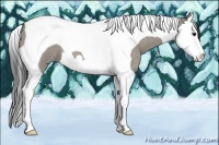 Horse Color:Smoky Grullo Roan Splash Tobiano 