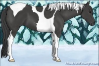 Horse Color:Smoky Black Tobiano